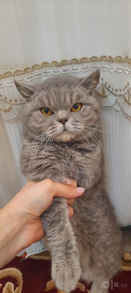 2 500 сум