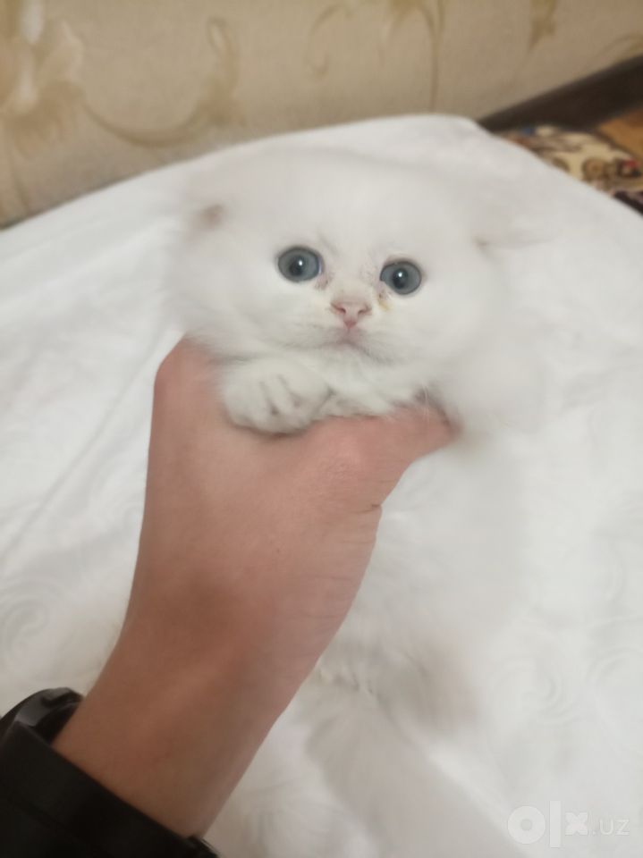 99 USD