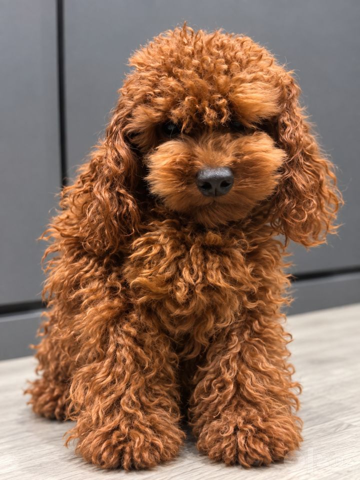 3 000 USD
