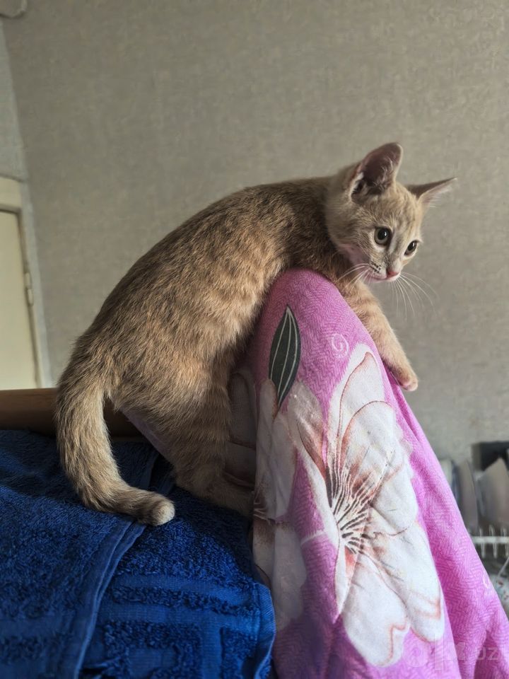 Бесплатно