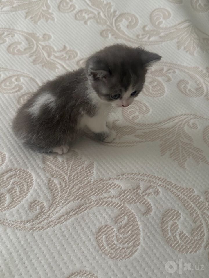 400 000 сум