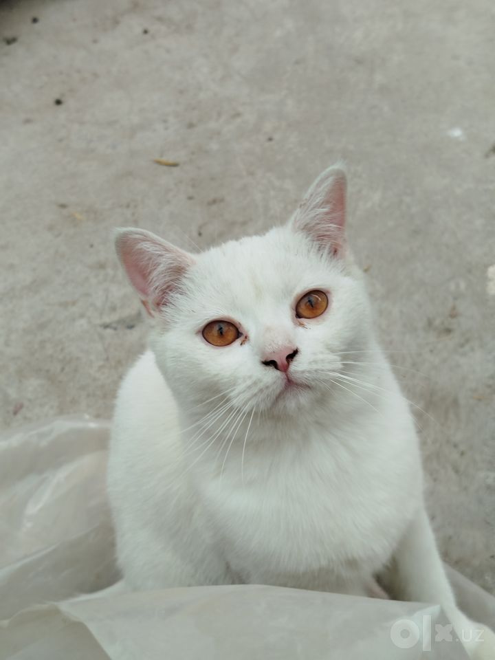 400 000 сум