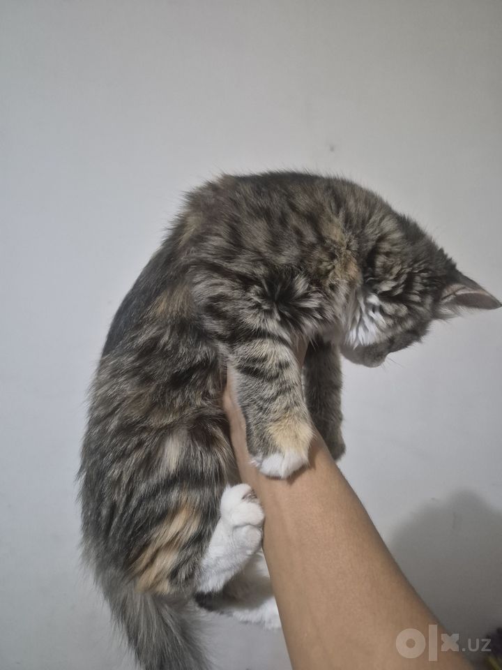 Free