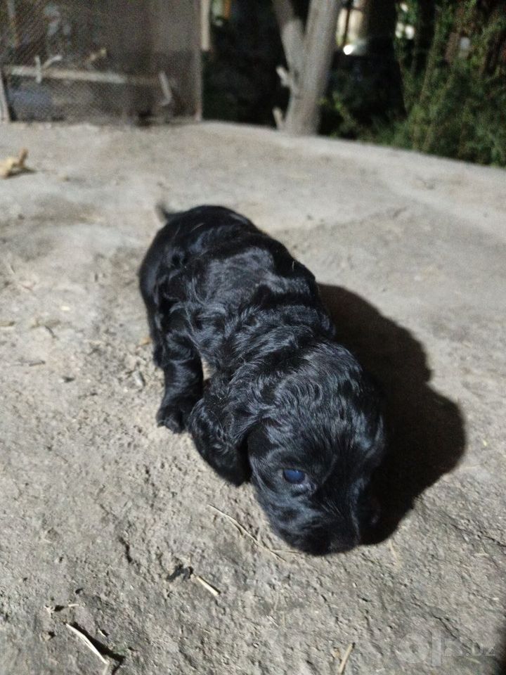 850 000 UZS
