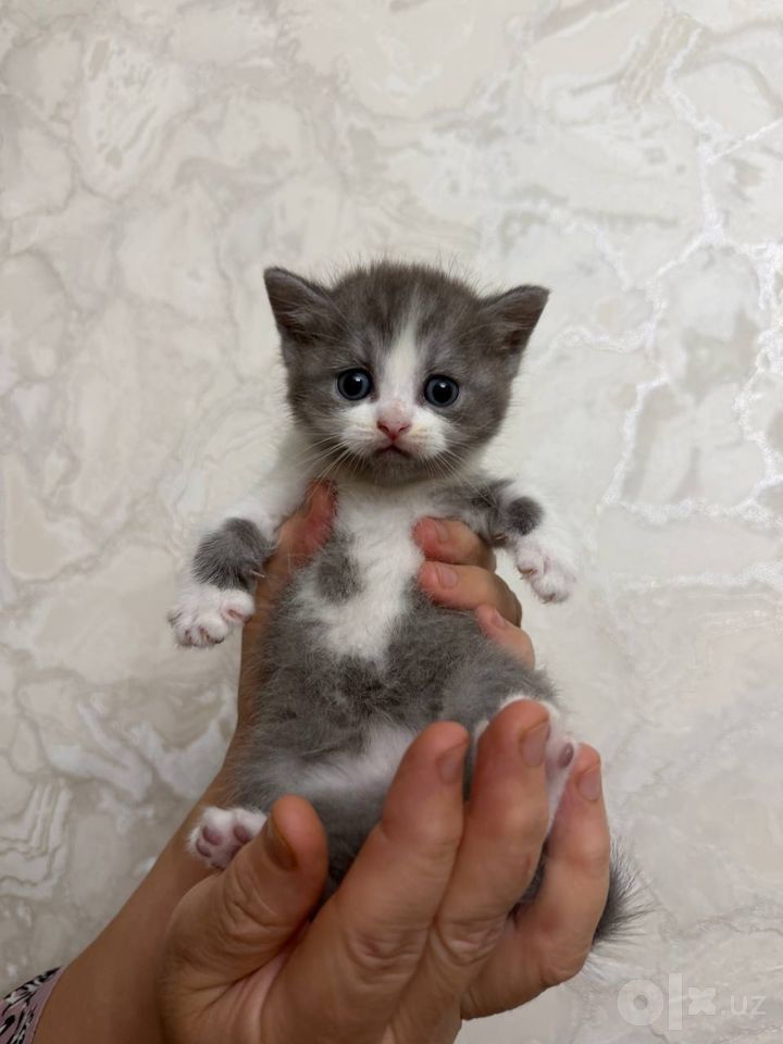 400 000 сум