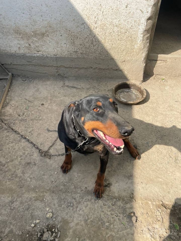 Бесплатно