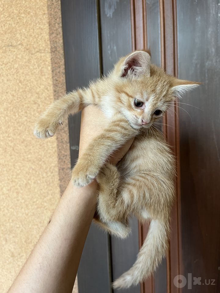 Free