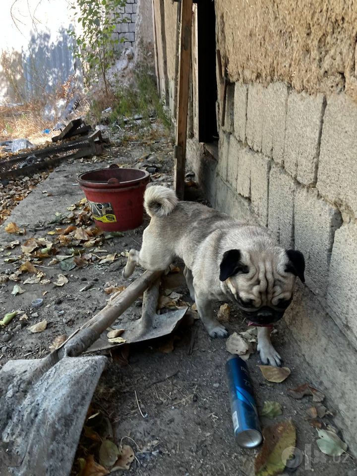 2 500 000 сум