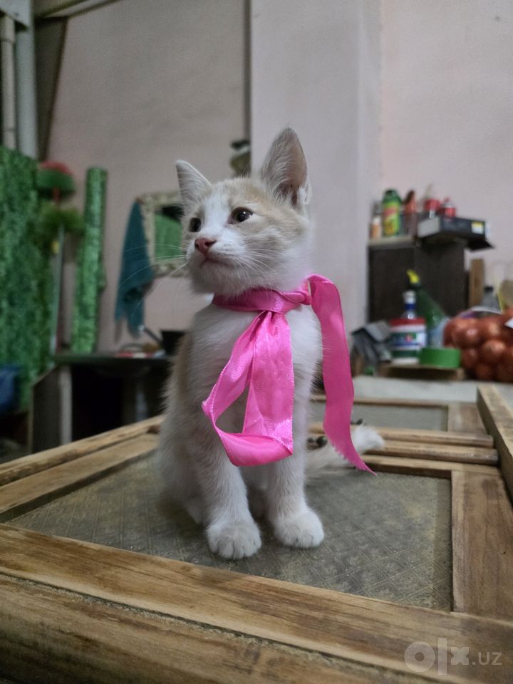 Бесплатно