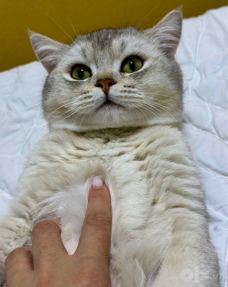 600 000 сум