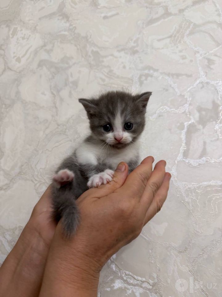 400 000 сум