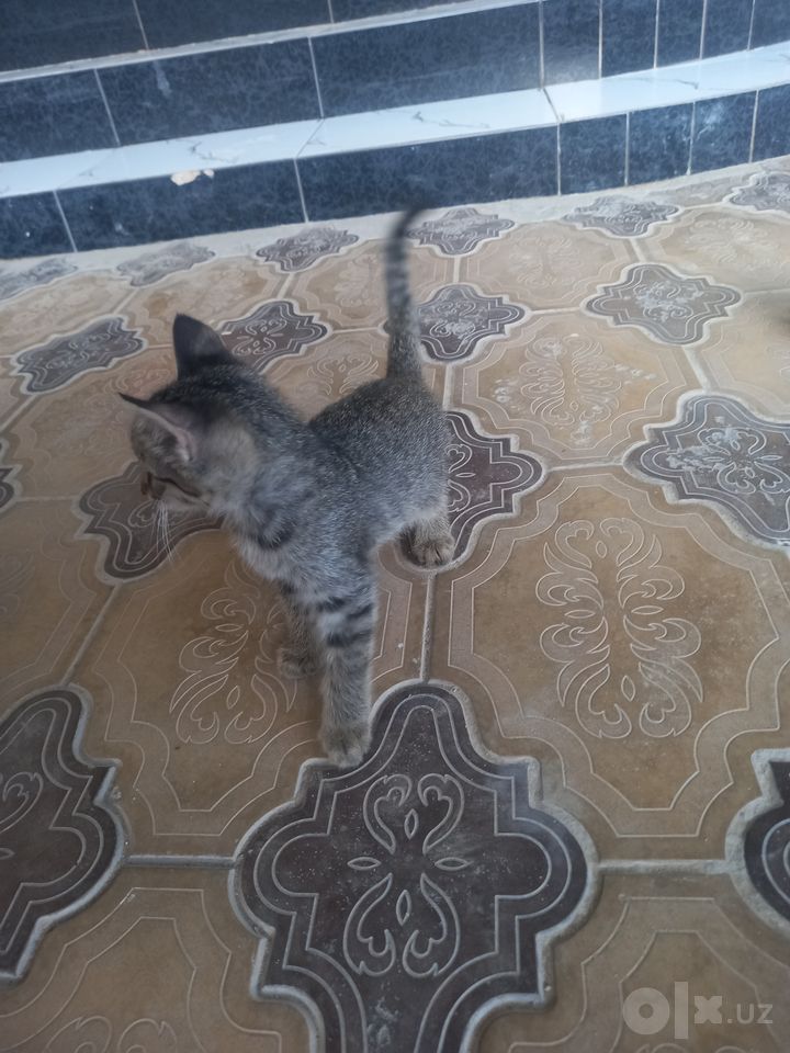 Free