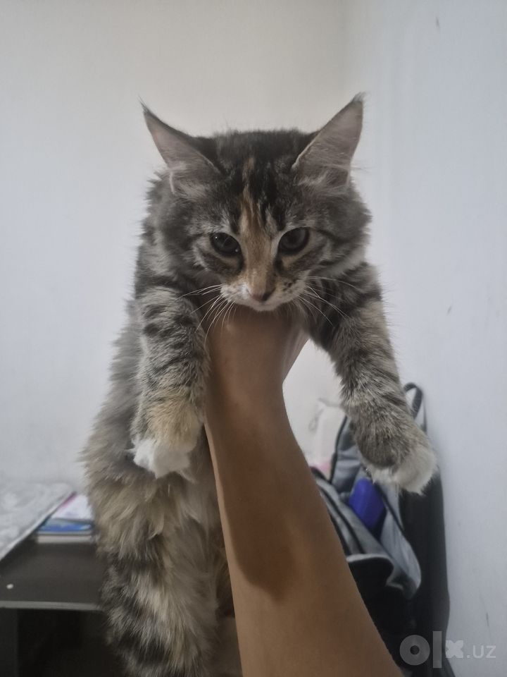 Free