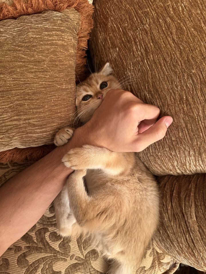 800 000 сум