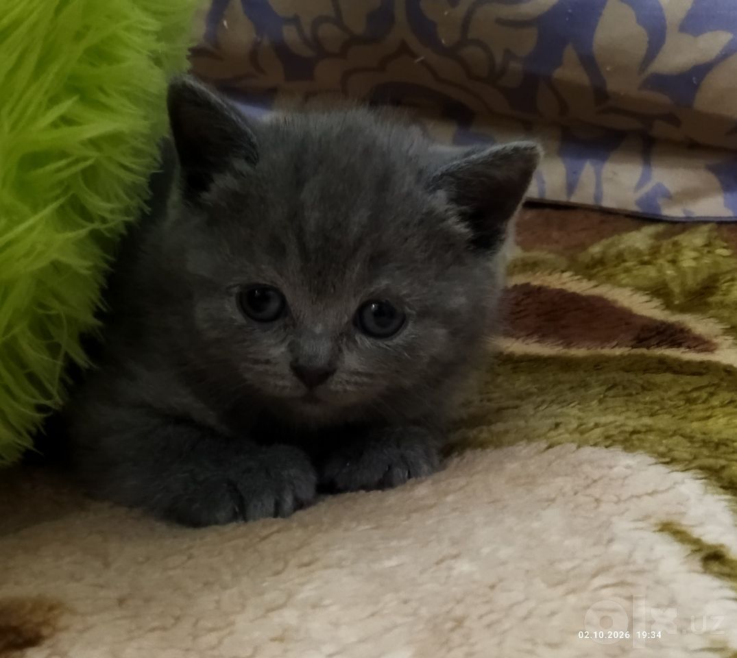 1 100 000 сум