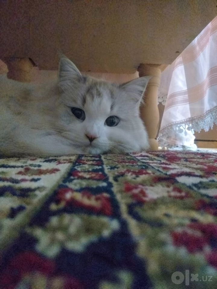 Бесплатно