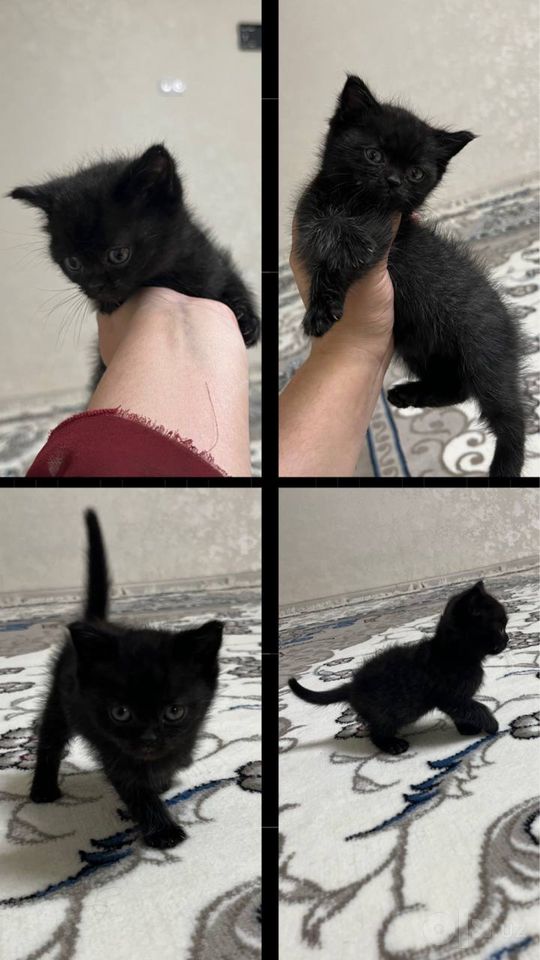 Бесплатно