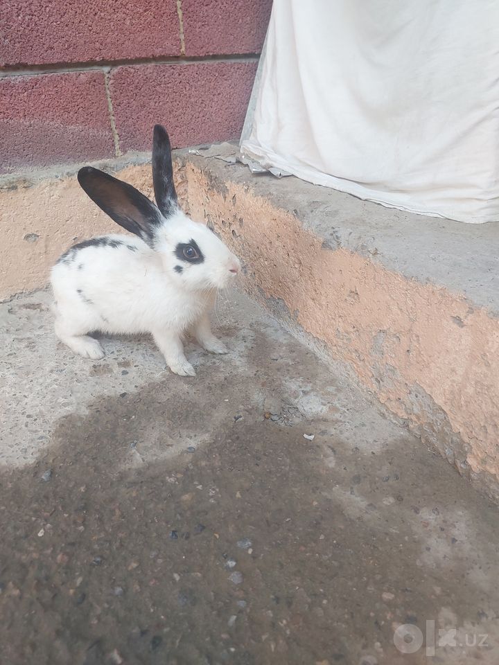 350 000 сум