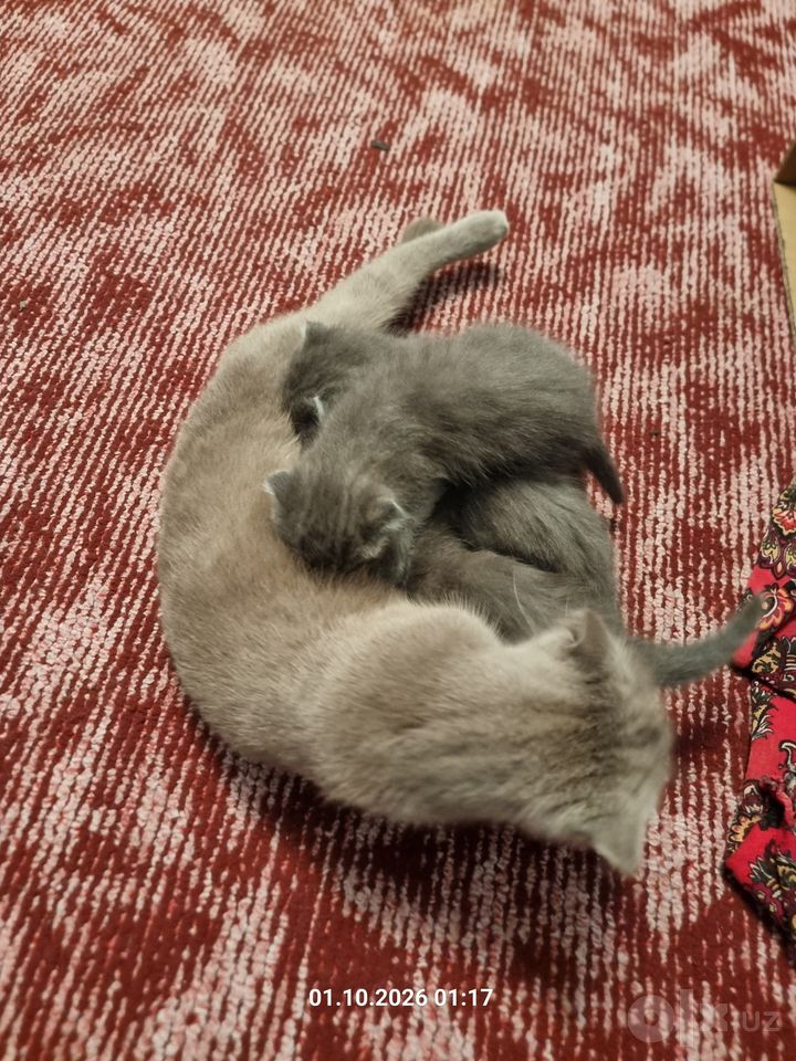 700 000 сум