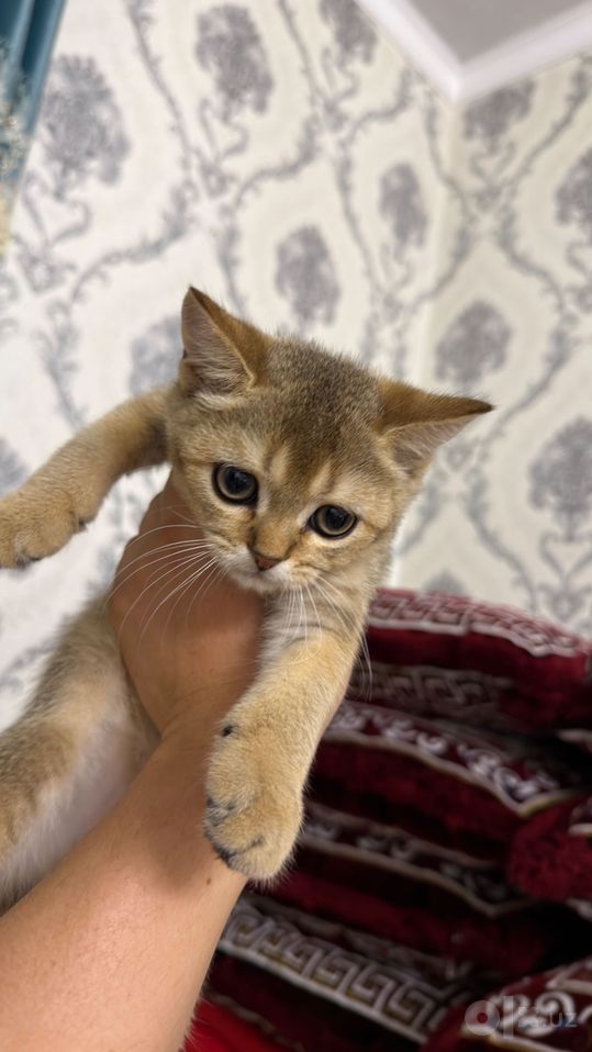 3 000 000 сум