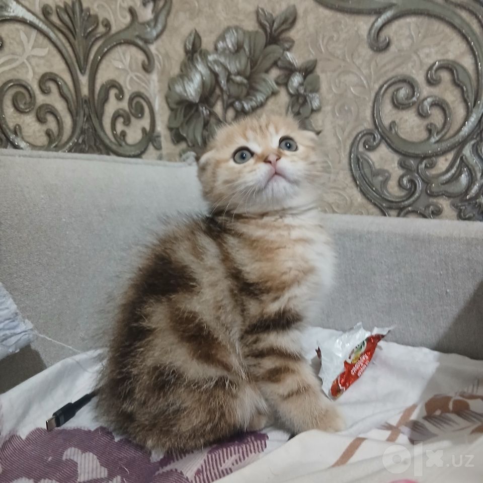 800 000 UZS