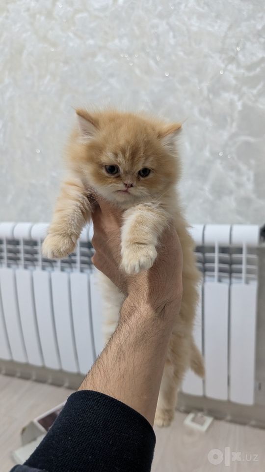 50 USD