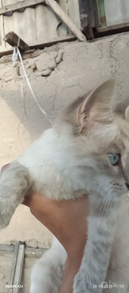 150 000 сум