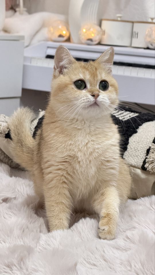 500 USD