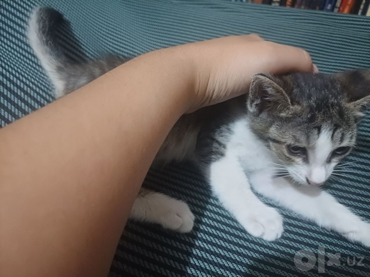 Бесплатно