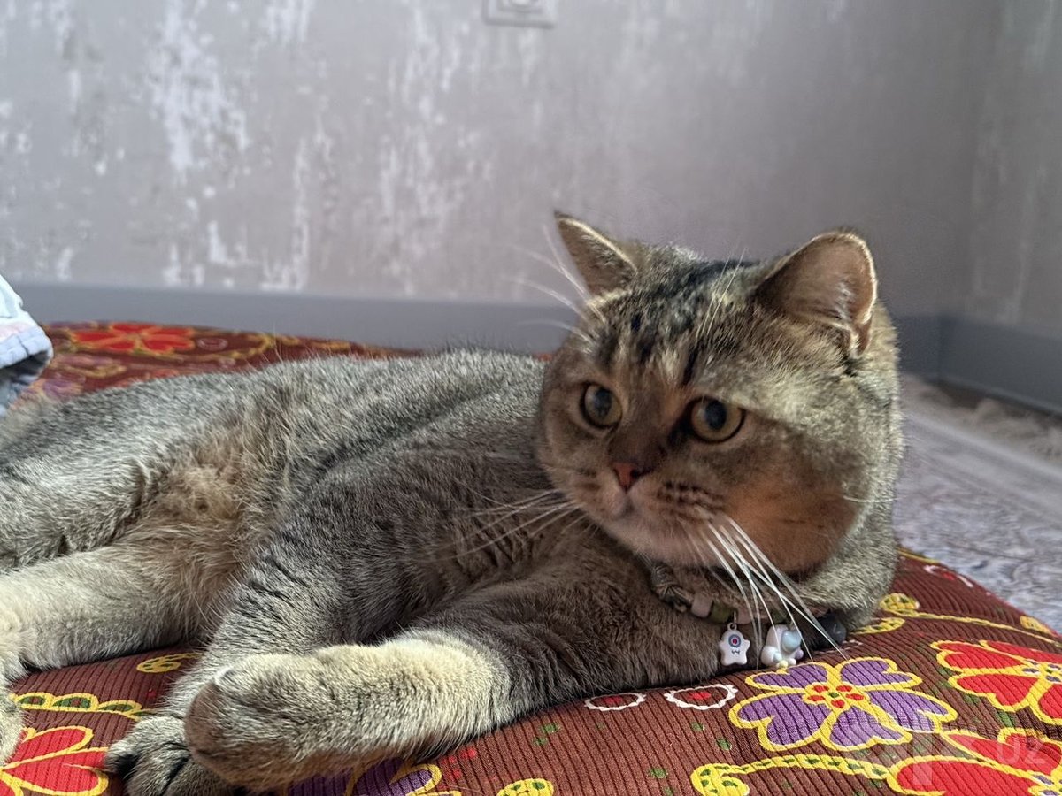 700 000 сум