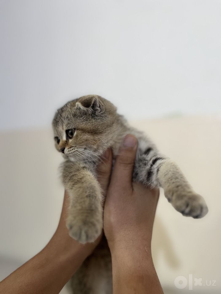 450 000 сум
