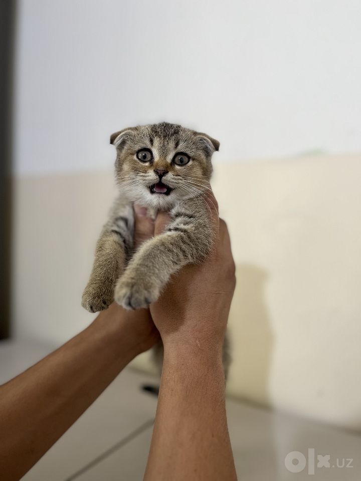 450 000 сум