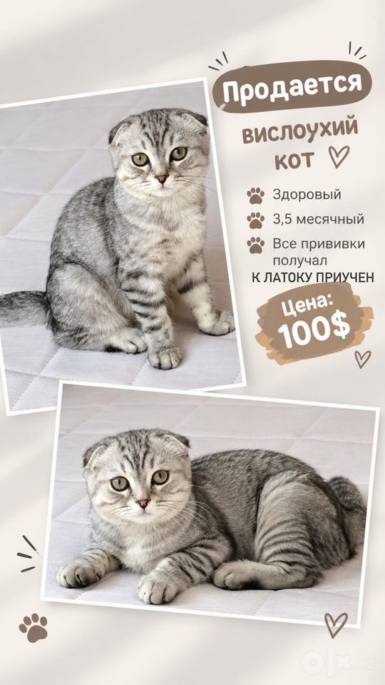 100 USD