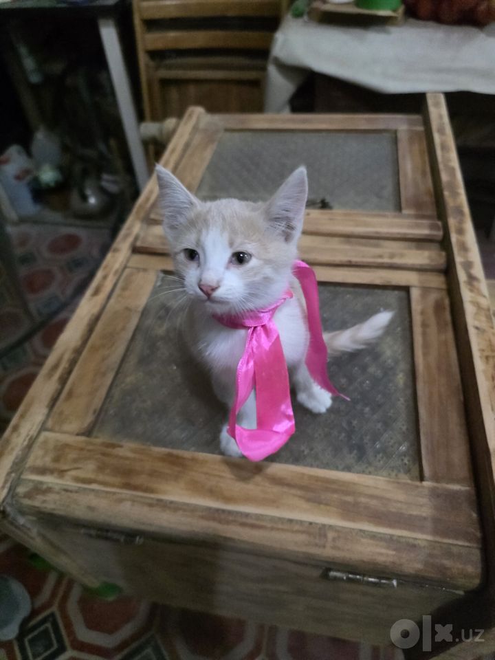 Бесплатно