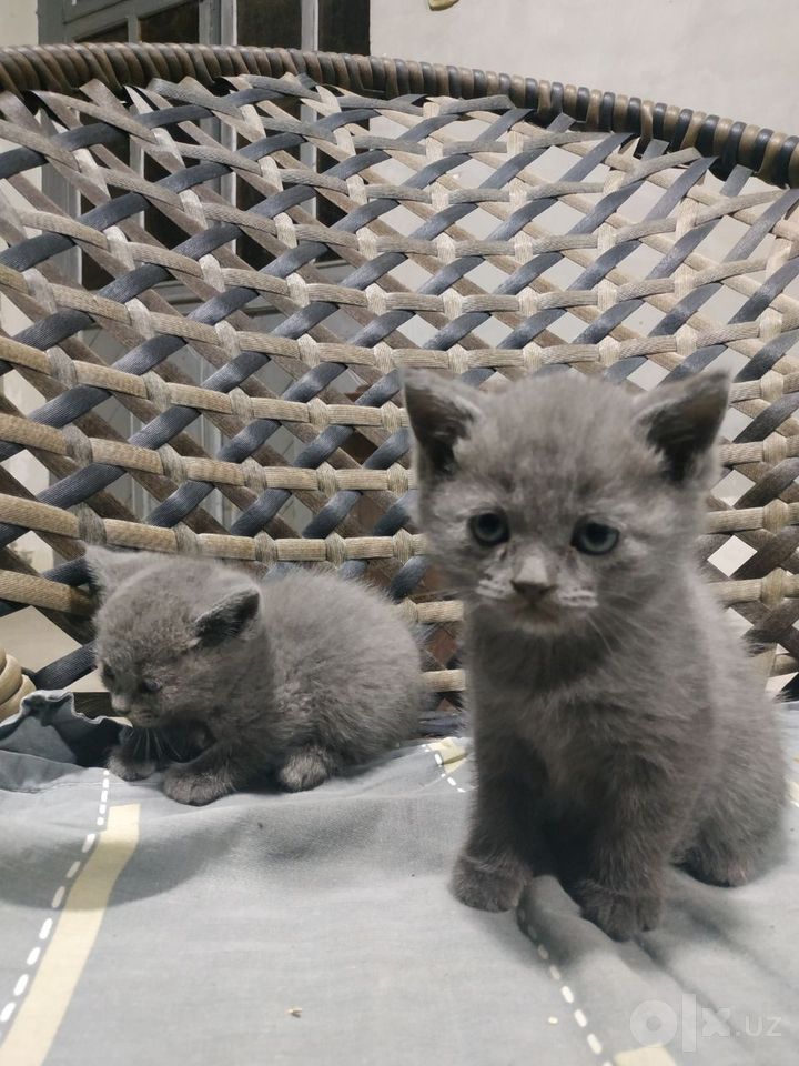 290 000 сум