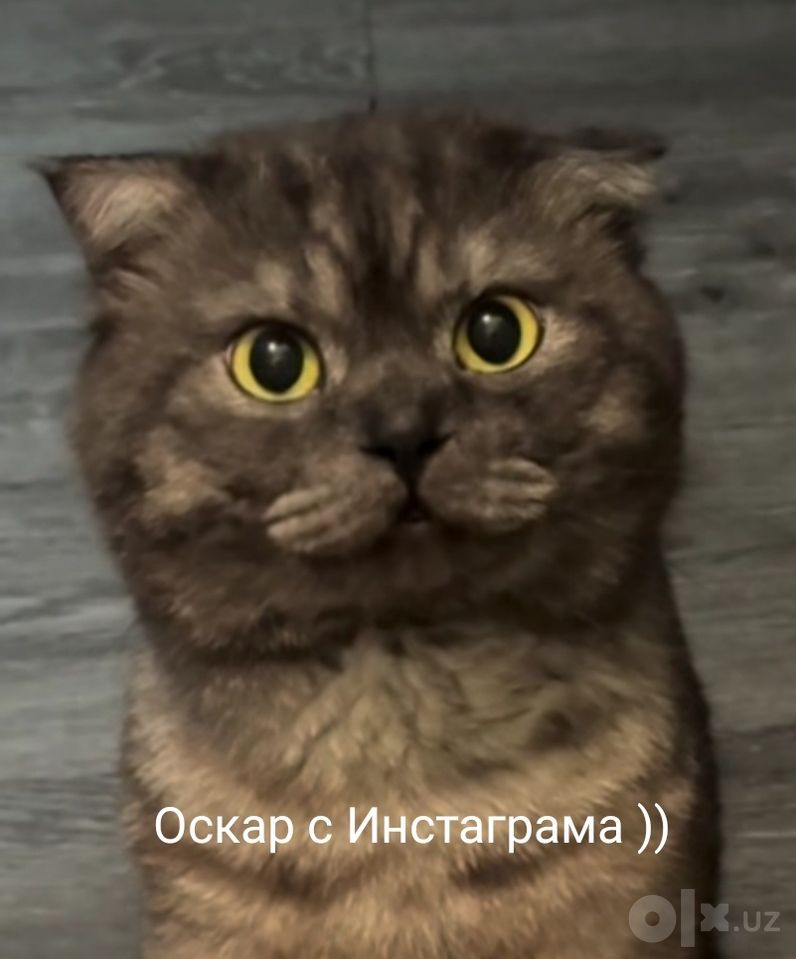 300 000 UZS