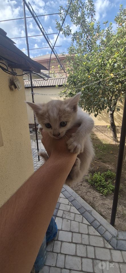 Бесплатно