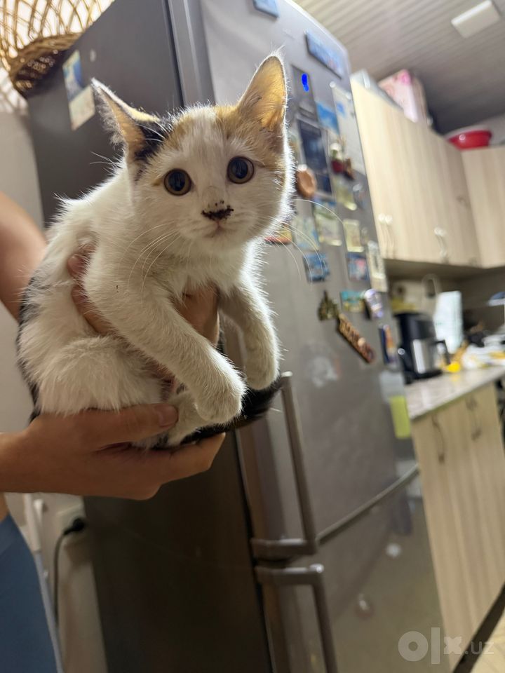Бесплатно
