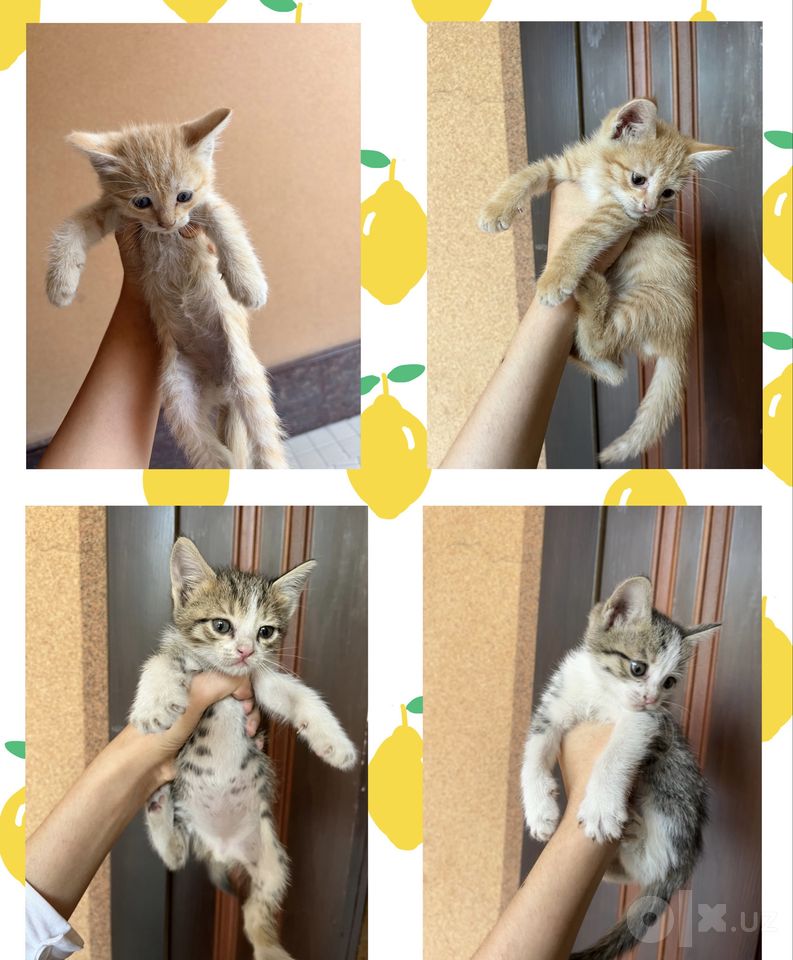 Free