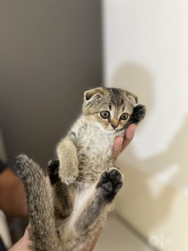 450 000 сум