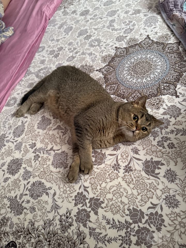 700 000 сум