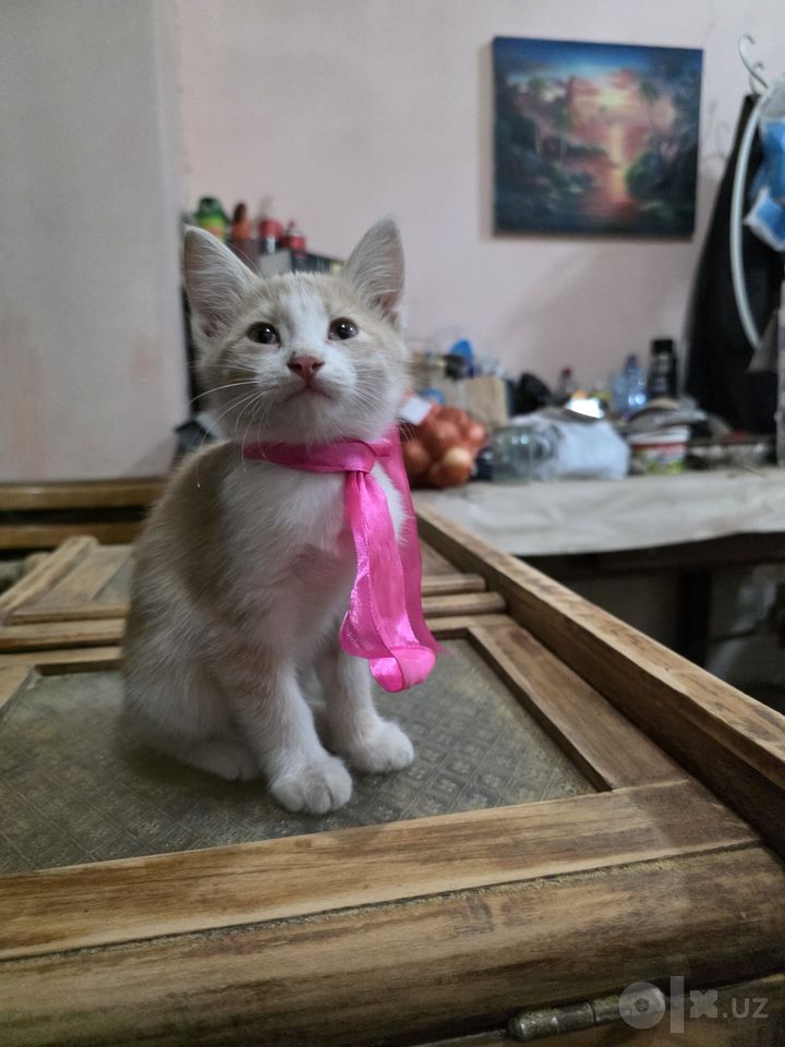 Бесплатно