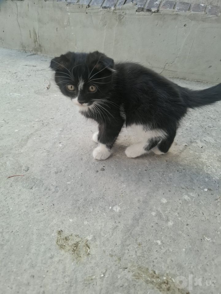 200 000 сум
