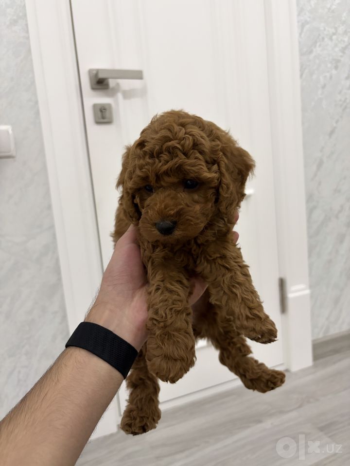 800 USD