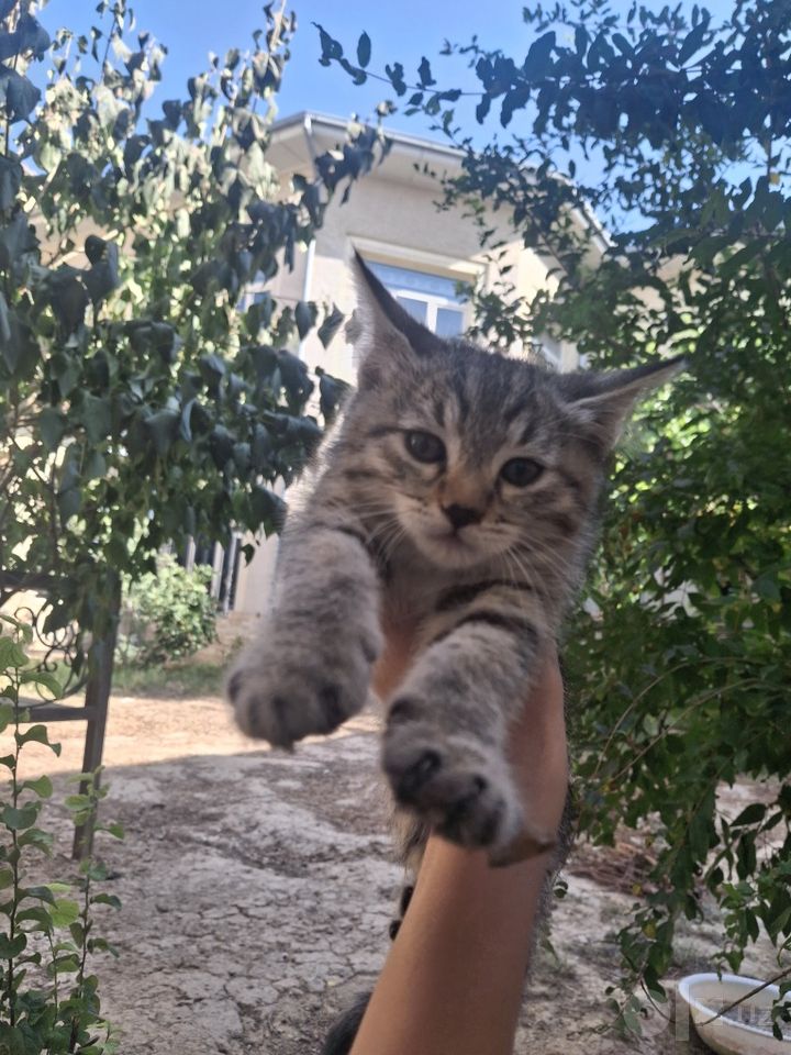 Бесплатно
