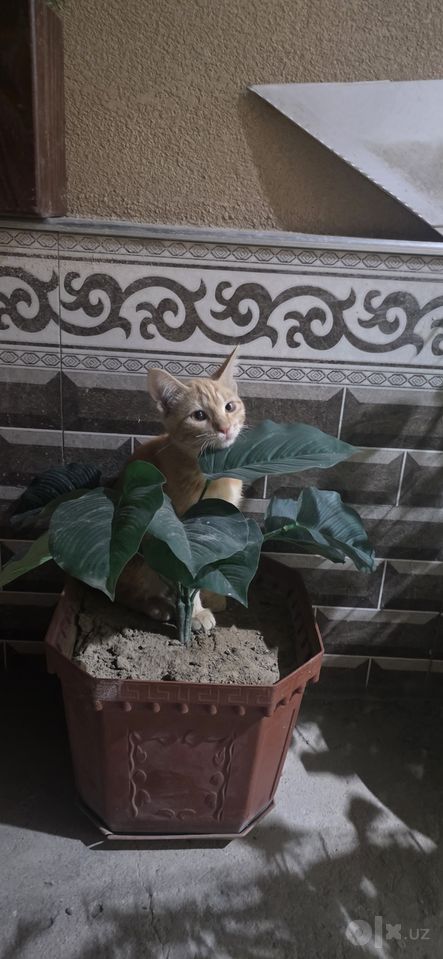 Бесплатно