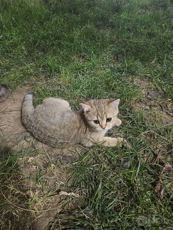1 200 000 сум