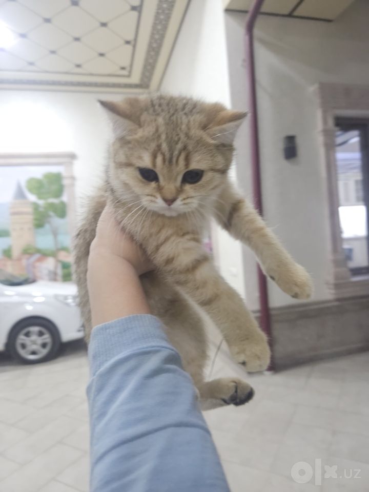 1 200 000 сум