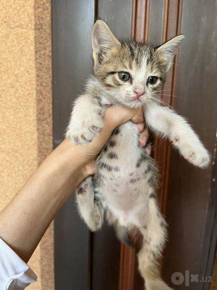 Free