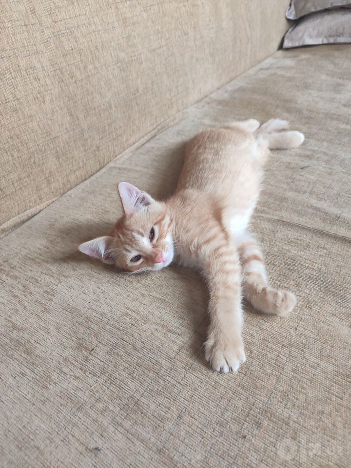 Bepul